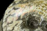 Fossil Ammonite (Planticeras) in Rock - South Dakota #143839-2